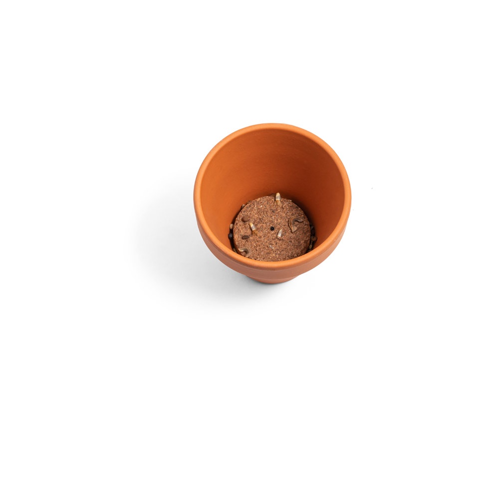 ANETHUM. Clay pot with dill - 96127_160-c.jpg